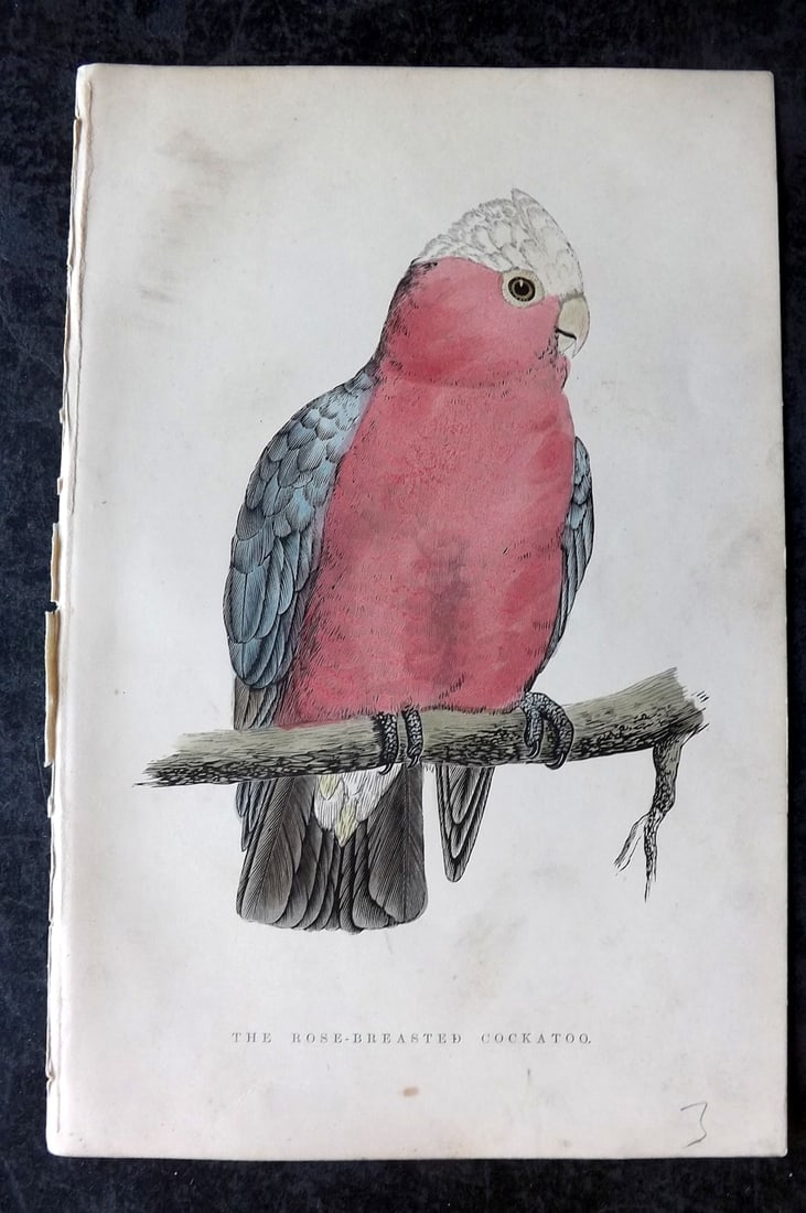 Greene, William 1885 Hand Col Bird Print. Rose-Breasted Cockatoo. Australia (1 of 1)