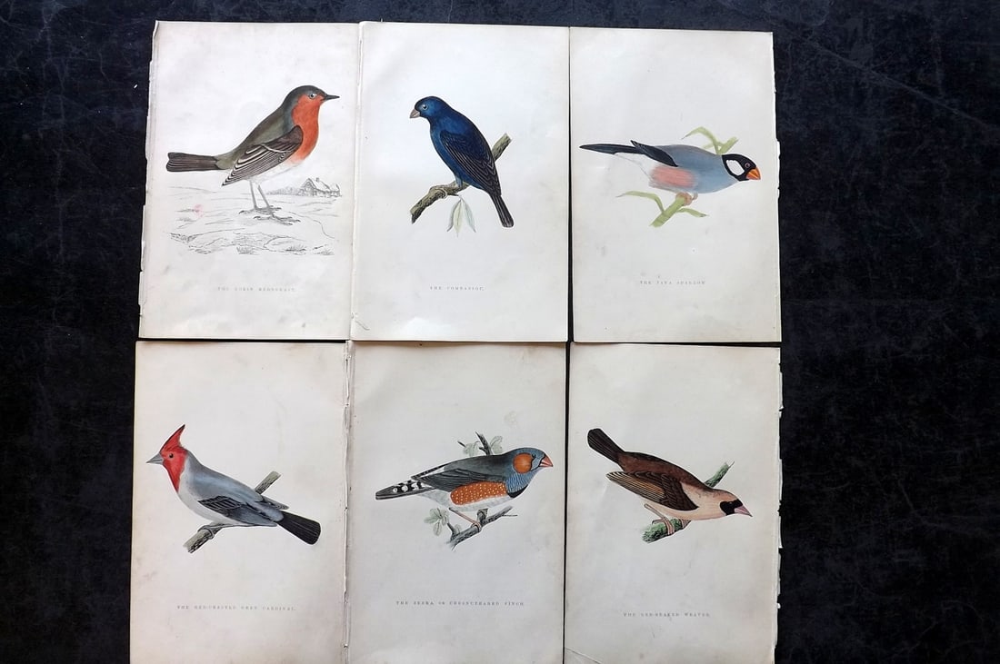 Greene, William 1885 Lot of 6 Hand Col Bird Prints: Woodblocks Published 1885, London for "Birds I Have Kept in Years Gone By" by William T. Greene. Printed in colours and finished by hand. Paper Size: 7 x 5 inch (18 x 12cm) Some background faults in p