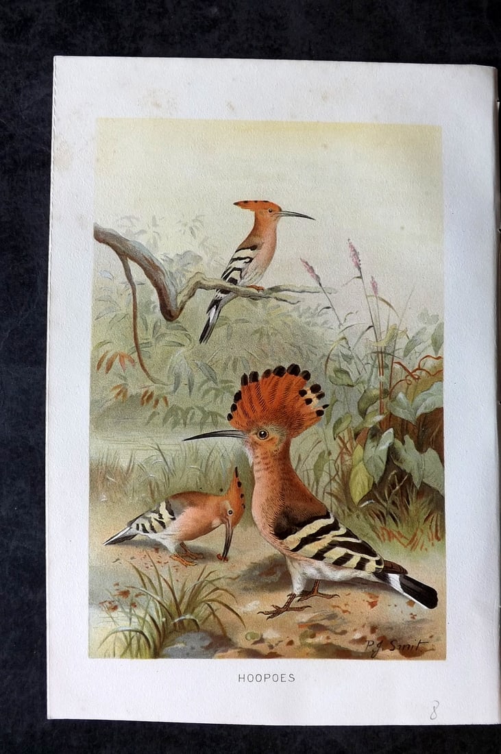 Lydekker, Richard 1896 Antique Bird Print. Hoopoes: Chromolithograph Published 1894-96, London for "The Royal Natural History" by Richard Lydekker. Illustrated by Smit, Keulemans, Wolf and others. Paper Size: 10 x 6.5 inch (25 x 16.5cm) Very minor marg