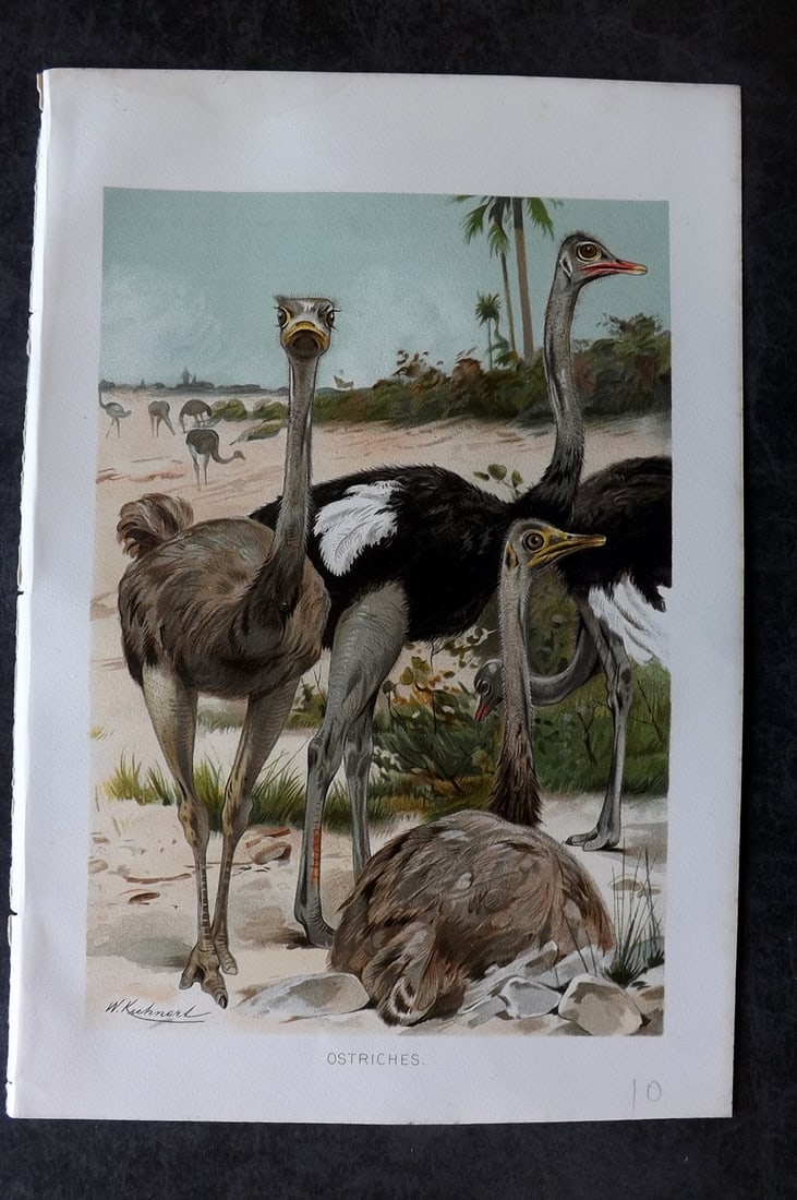 Lydekker, Richard 1896 Antique Bird Print. Ostrich: Chromolithograph Published 1894-96, London for "The Royal Natural History" by Richard Lydekker. Illustrated by Smit, Keulemans, Wolf and others. Paper Size: 10 x 6.5 inch (25 x 16.5cm) Good Condition