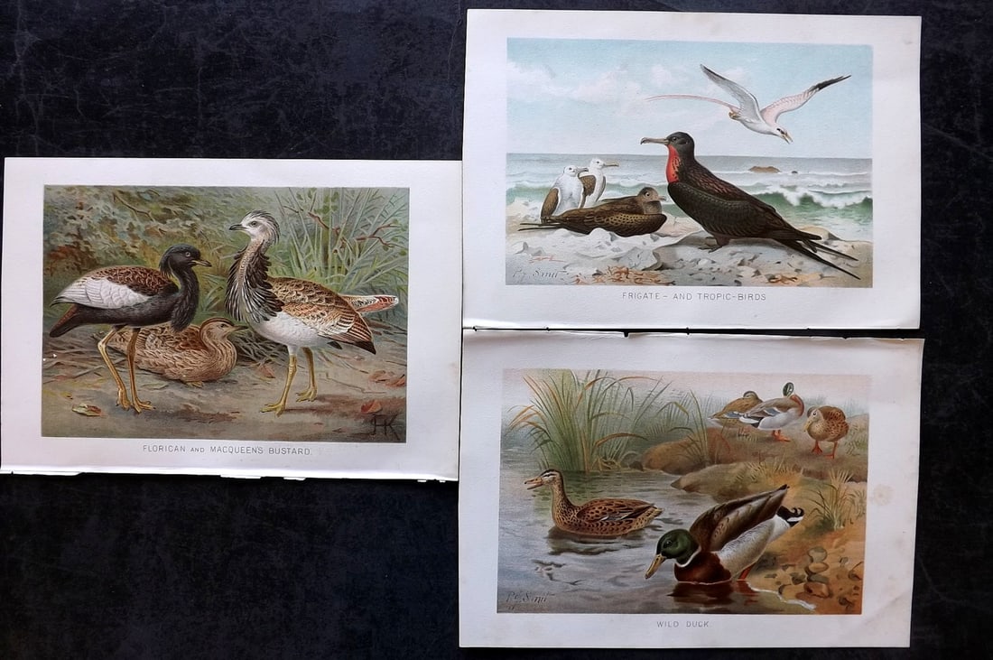Lydekker, Richard 1896 Lot of 3 Antique Bird Prints: Chromolithograph Published 1894-96, London for "The Royal Natural History" by Richard Lydekker. Illustrated by Smit, Keulemans, Wolf and others. Paper Size: 10 x 6.5 inch (25 x 16.5cm)One with very mi