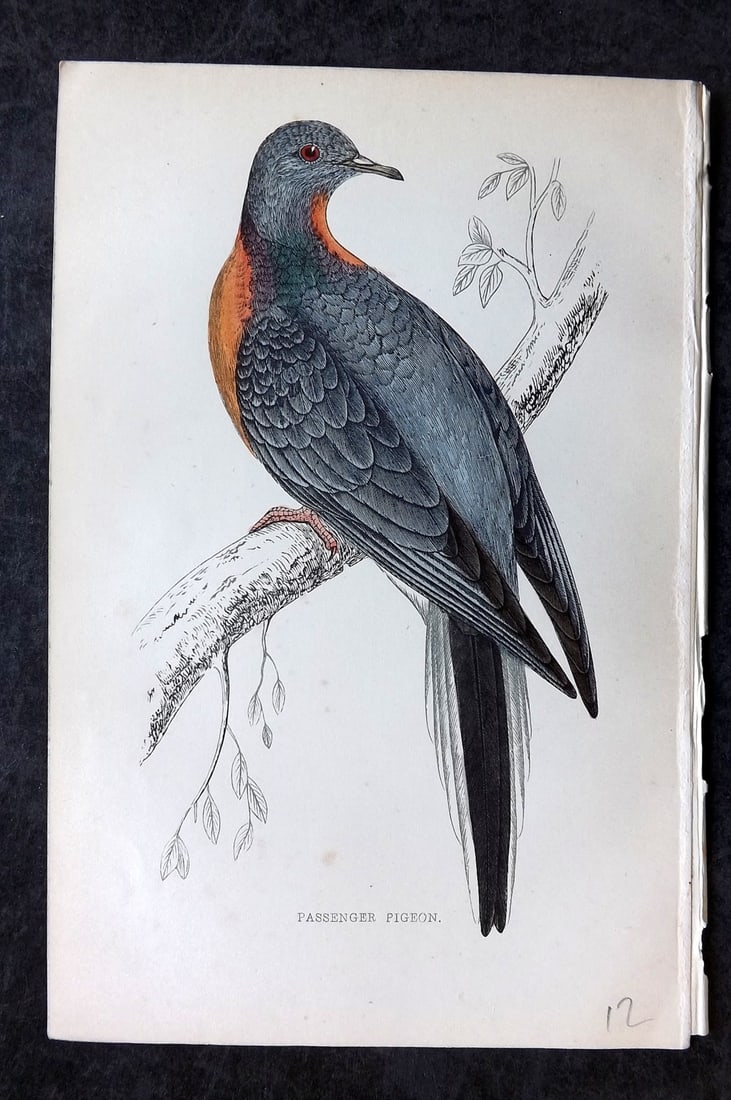 Morris, Francis 1867 Hand Col Bird Print. Extinct Passenger Pigeon (1 of 1)