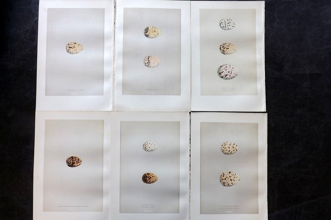 Morris, Francis 1892 Lot of 6 Antique Bird Egg Prints: Woodblocks Published 1892, London for "A Natural History of the Nests and Eggs of British Birds" By the Rev. Francis Orpen Morris, printed Benjamin Fawcett. Paper Size: 10 x 6.5 inch (25 x 17cm) Good 