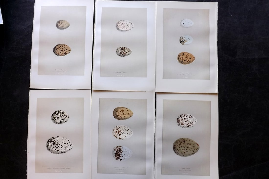 Morris, Francis 1892 Lot of 6 Antique Bird Egg Prints: Woodblocks Published 1892, London for "A Natural History of the Nests and Eggs of British Birds" By the Rev. Francis Orpen Morris, printed Benjamin Fawcett. Paper Size: 10 x 6.5 inch (25 x 17cm) Good 