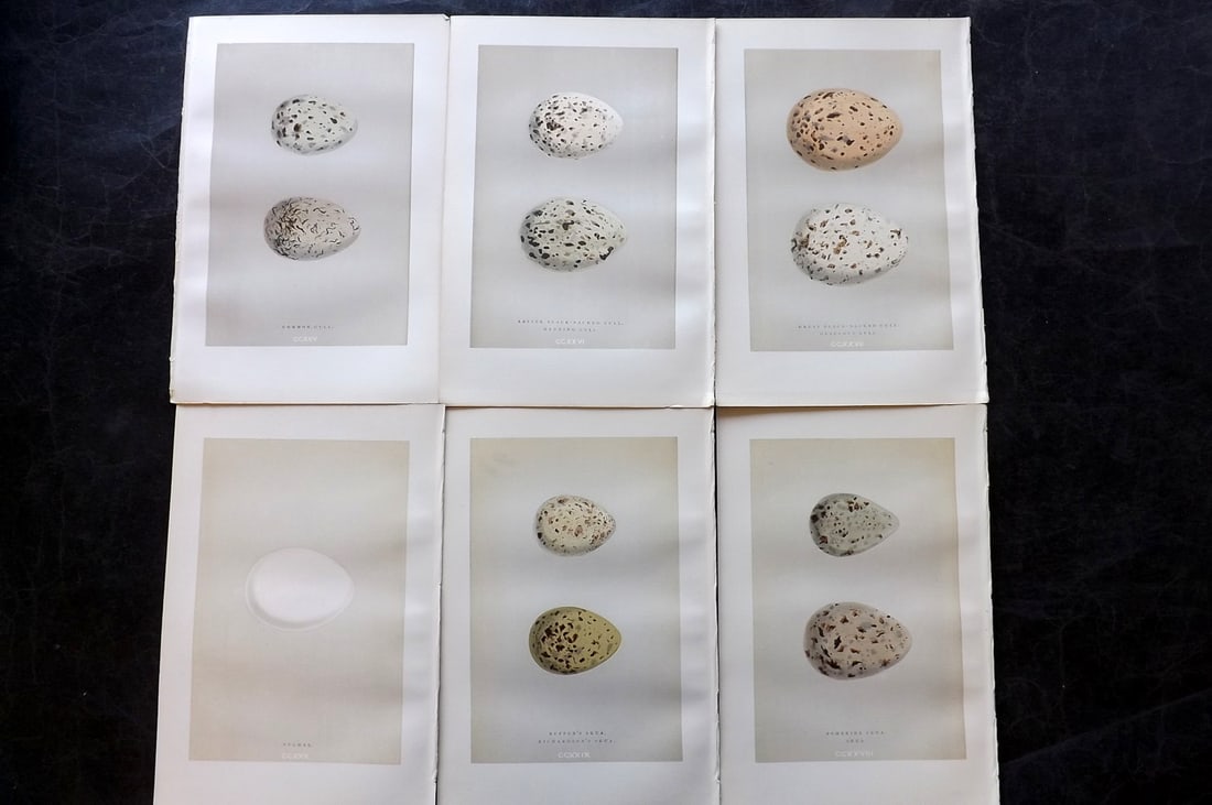 Morris, Francis 1892 Lot of 6 Antique Bird Egg Prints: Woodblocks Published 1892, London for "A Natural History of the Nests and Eggs of British Birds" By the Rev. Francis Orpen Morris, printed Benjamin Fawcett. Paper Size: 10 x 6.5 inch (25 x 17cm) Good 