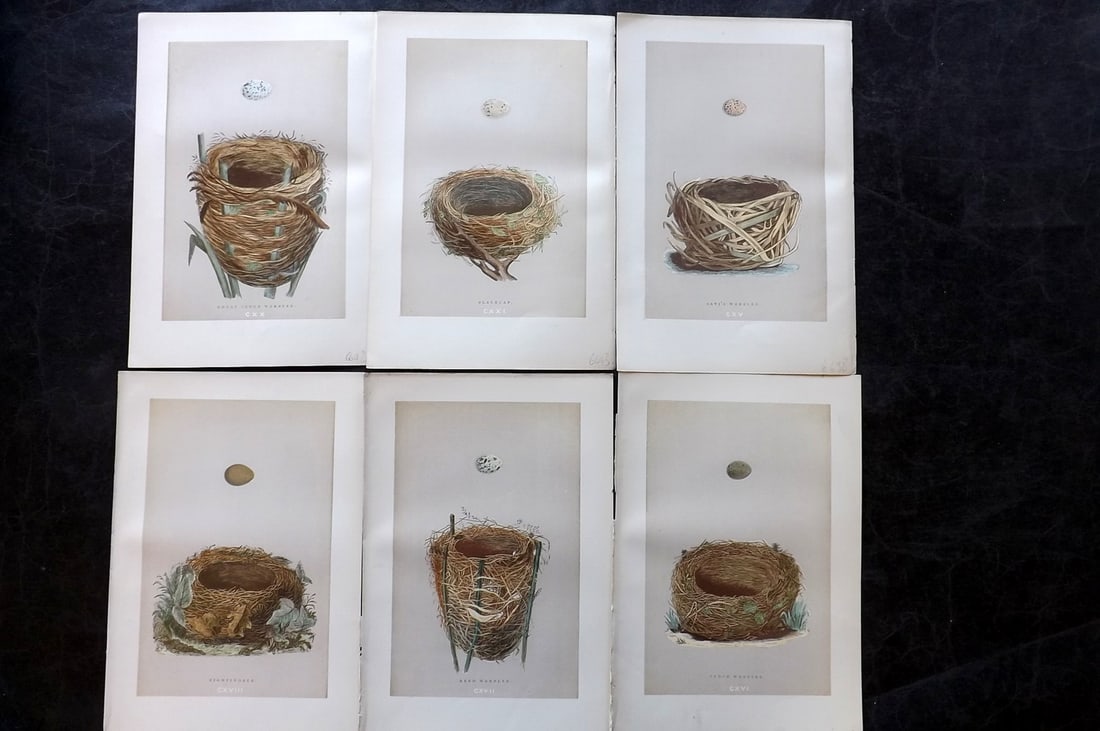 Morris, Francis 1892 Lot of 6 Antique Bird Nest Prints: Woodblocks Published 1892, London for "A Natural History of the Nests and Eggs of British Birds" By the Rev. Francis Orpen Morris, printed Benjamin Fawcett. Paper Size: 10 x 6.5 inch (25 x 17cm) Good 