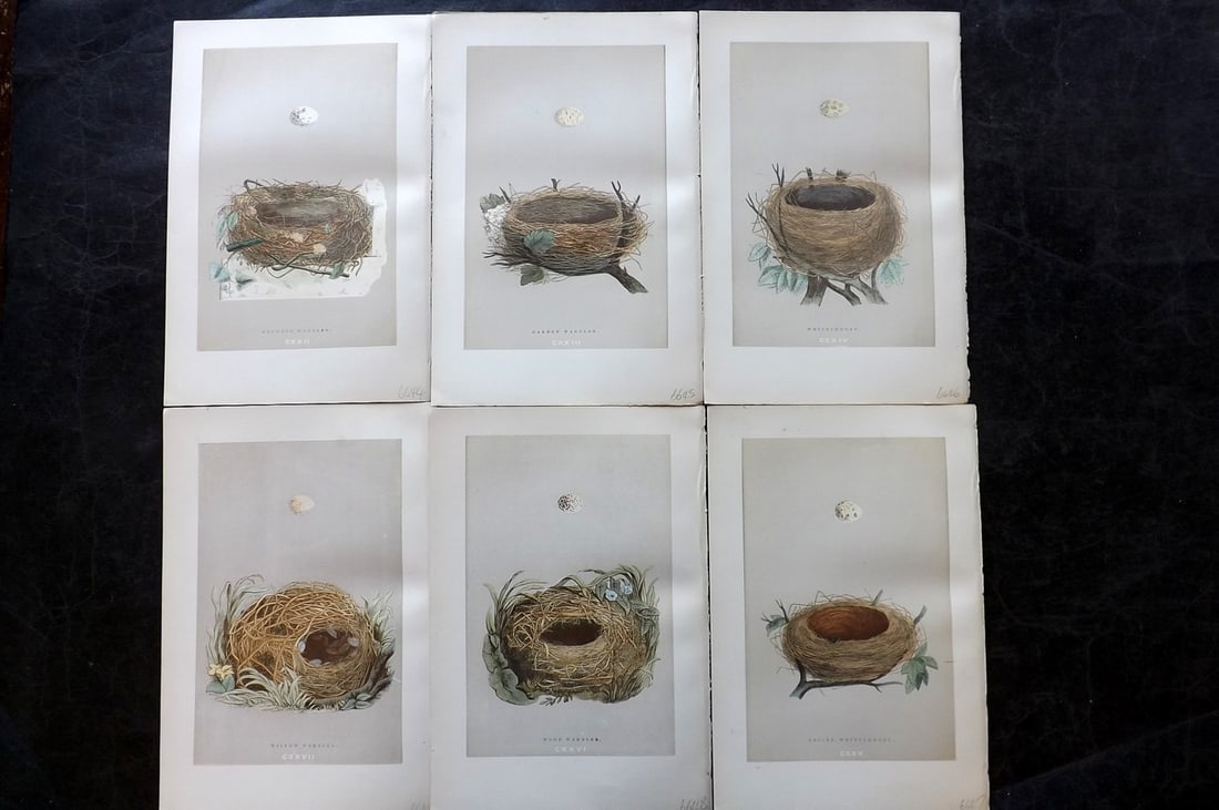 Morris, Francis 1892 Lot of 6 Antique Bird Nest Prints: Woodblocks Published 1892, London for "A Natural History of the Nests and Eggs of British Birds" By the Rev. Francis Orpen Morris, printed Benjamin Fawcett. Paper Size: 10 x 6.5 inch (25 x 17cm) Good 