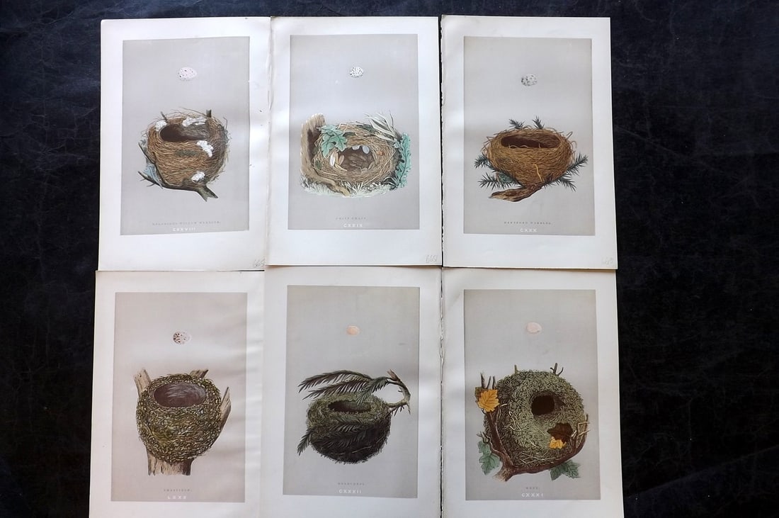 Morris, Francis 1892 Lot of 6 Antique Bird Nest Prints: Woodblocks Published 1892, London for "A Natural History of the Nests and Eggs of British Birds" By the Rev. Francis Orpen Morris, printed Benjamin Fawcett. Paper Size: 10 x 6.5 inch (25 x 17cm) Good 