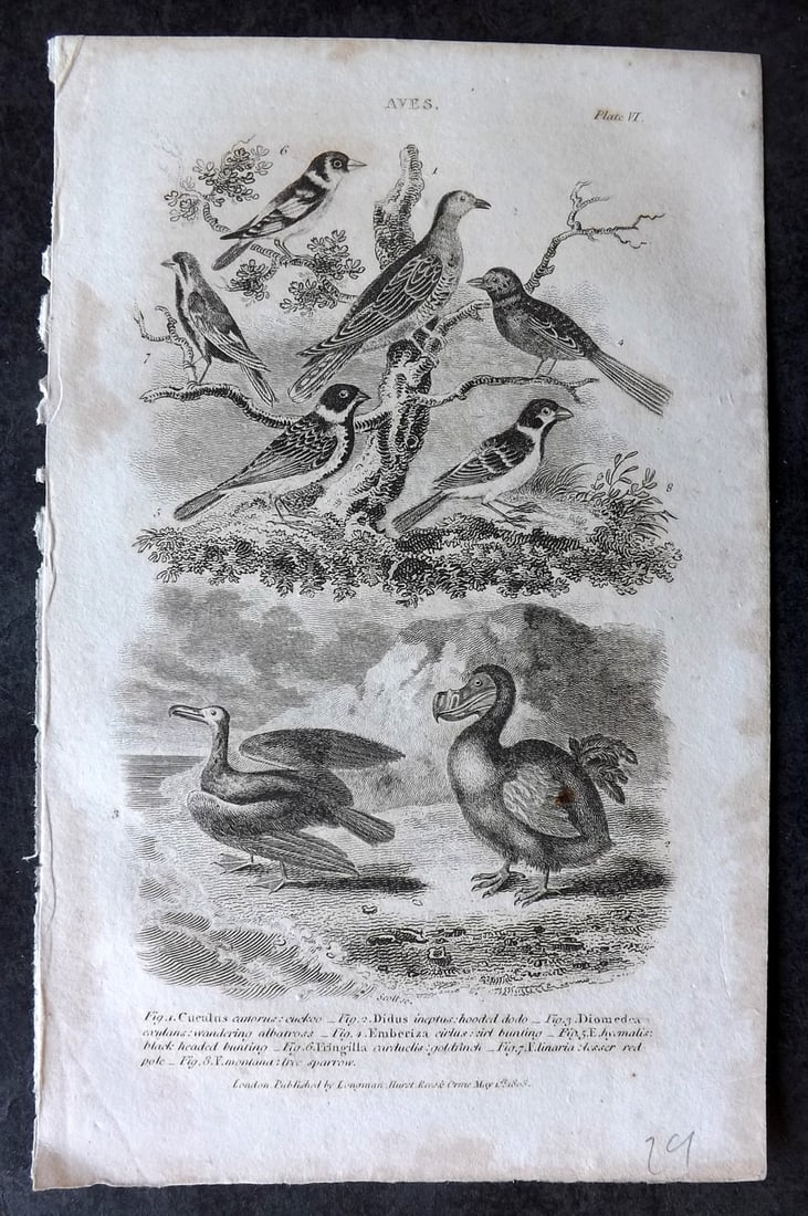 Nicholson, William 1809 Bird Print. Extinct Dodo and other Birds (1 of 1)