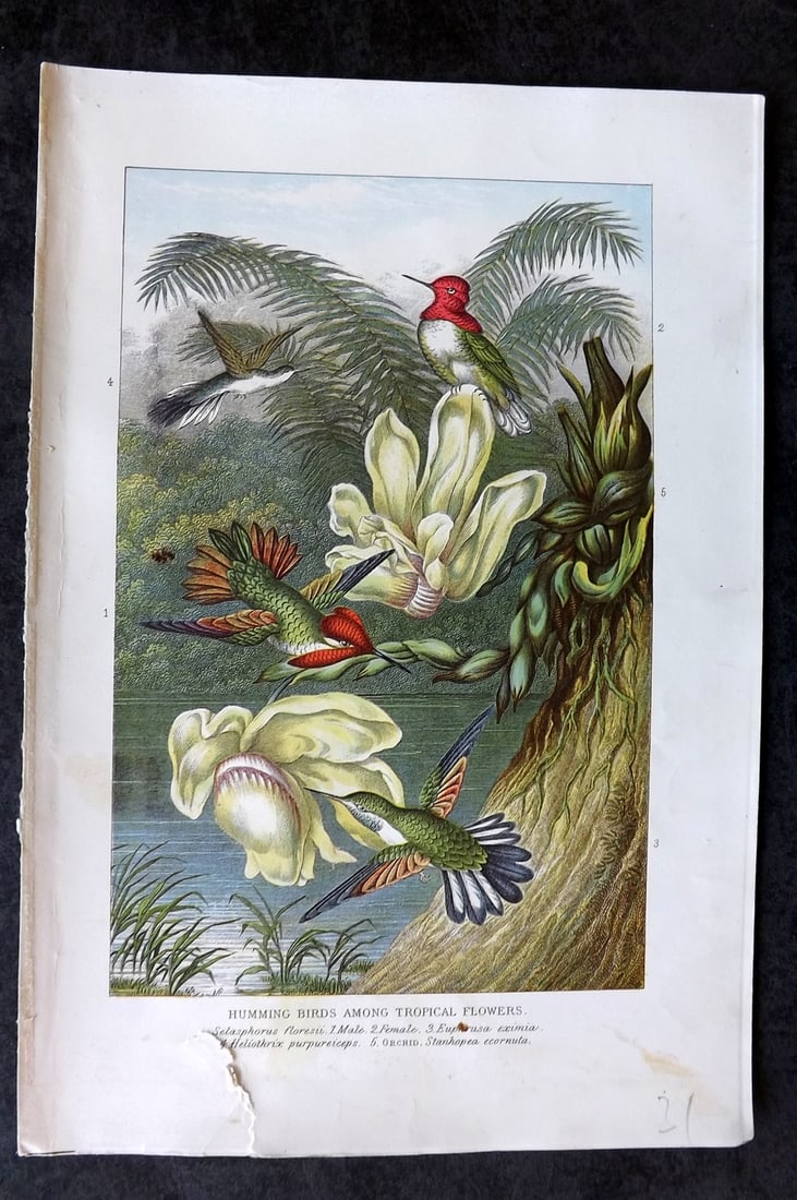 Pouchet, F. A. C1900 Antique Bird Print. Hummingbirds among tropical flowers (1 of 1)