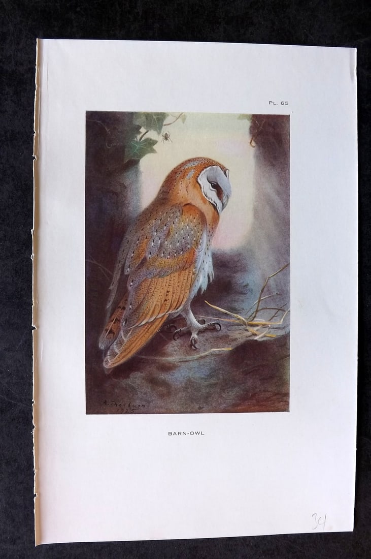 Thorburn, Archibald 1926 Vintage Bird Print. Barn Owl 65 (1 of 1)
