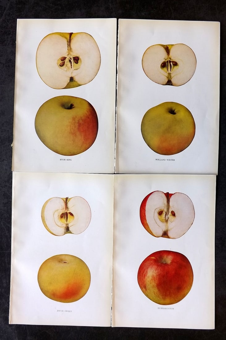 Beach, S A. 1905 Lot of 4 Color Fruit Prints. Apples of New York: Halftones Published 1905, Albany for "The Apples of New York" by S. A. Beach, N. O. Booth and O. M. Taylor. Paper Size: 9 x 6 inch (23 x 15cm) Good Condition