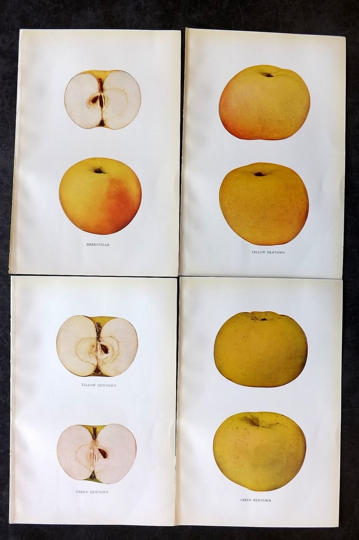 Beach, S A. 1905 Lot of 4 Color Fruit Prints. Apples of New York: Halftones Published 1905, Albany for "The Apples of New York" by S. A. Beach, N. O. Booth and O. M. Taylor. Paper Size: 9 x 6 inch (23 x 15cm) Good Condition
