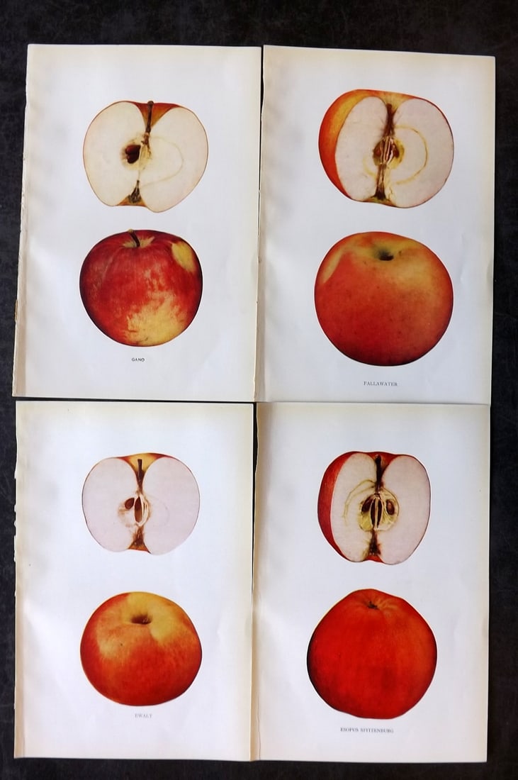 Beach, S A. 1905 Lot of 4 Color Fruit Prints. Apples of New York: Halftones Published 1905, Albany for "The Apples of New York" by S. A. Beach, N. O. Booth and O. M. Taylor. Paper Size: 9 x 6 inch (23 x 15cm) Good Condition