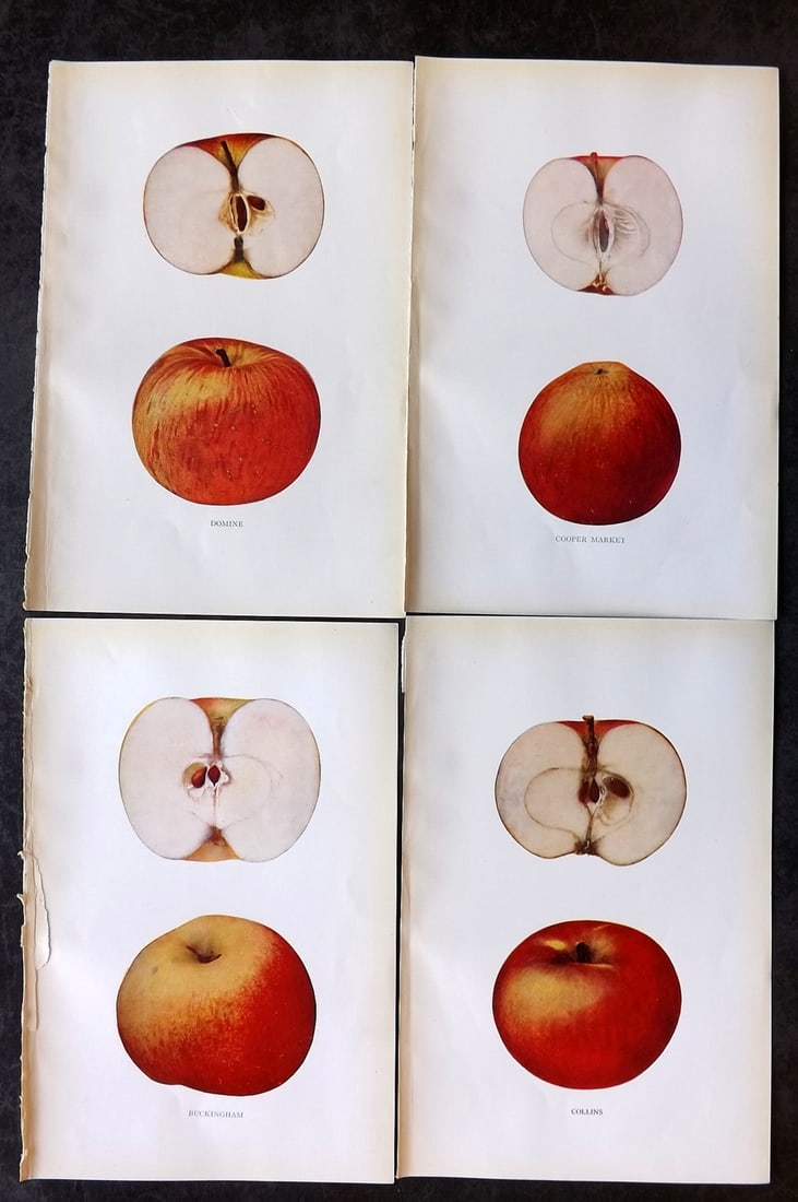 Beach, S A. 1905 Lot of 4 Color Fruit Prints. Apples of New York: Halftones Published 1905, Albany for "The Apples of New York" by S. A. Beach, N. O. Booth and O. M. Taylor. Paper Size: 9 x 6 inch (23 x 15cm) Good Condition