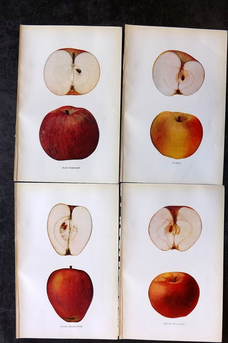 Beach, S A. 1905 Lot of 4 Color Fruit Prints. Apples of New York: Halftones Published 1905, Albany for "The Apples of New York" by S. A. Beach, N. O. Booth and O. M. Taylor. Paper Size: 9 x 6 inch (23 x 15cm) Good Condition