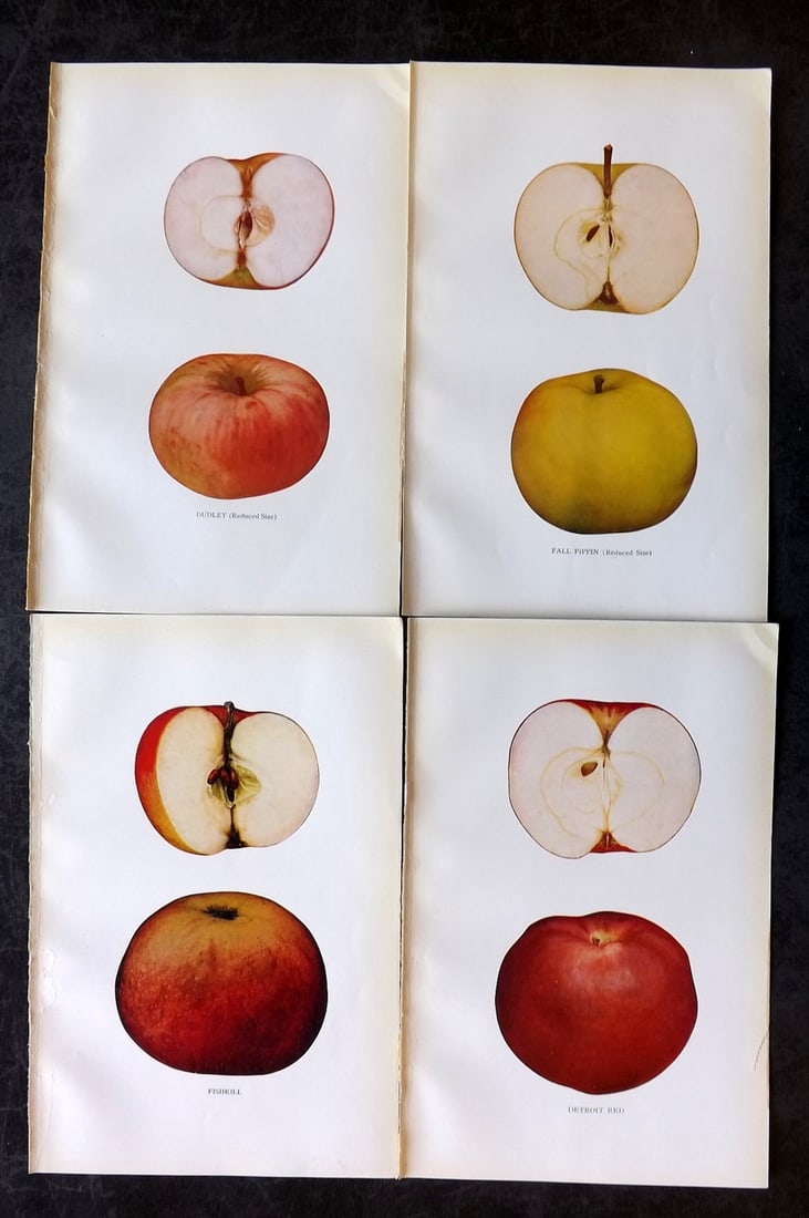 Beach, S A. 1905 Lot of 4 Color Fruit Prints. Apples of New York: Halftones Published 1905, Albany for "The Apples of New York" by S. A. Beach, N. O. Booth and O. M. Taylor. Paper Size: 9 x 6 inch (23 x 15cm) Good Condition