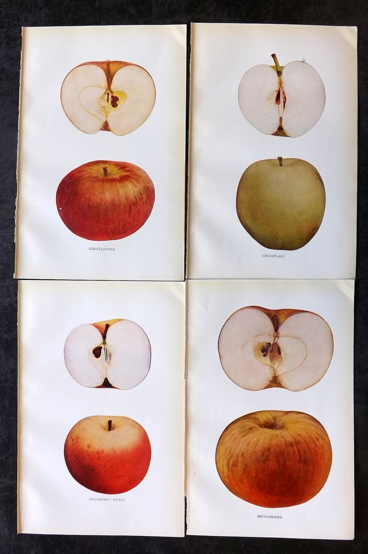 Beach, S A. 1905 Lot of 4 Color Fruit Prints. Apples of New York: Halftones Published 1905, Albany for "The Apples of New York" by S. A. Beach, N. O. Booth and O. M. Taylor. Paper Size: 9 x 6 inch (23 x 15cm) Good Condition