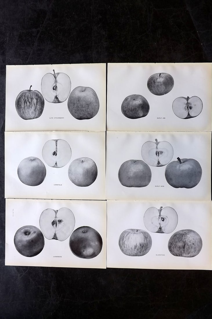 Beach, S A. 1905 Lot of 6 Fruit Prints. Apples of New York: Halftones Published 1905, Albany for "The Apples of New York" by S. A. Beach, N. O. Booth and O. M. Taylor. Paper Size: 9 x 6 inch (23 x 15cm) Good Condition