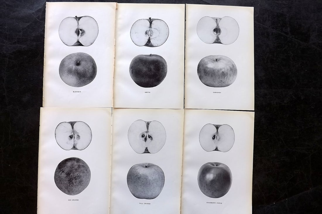 Beach, S A. 1905 Lot of 6 Fruit Prints. Apples of New York: Halftones Published 1905, Albany for "The Apples of New York" by S. A. Beach, N. O. Booth and O. M. Taylor. Paper Size: 9 x 6 inch (23 x 15cm) Good Condition