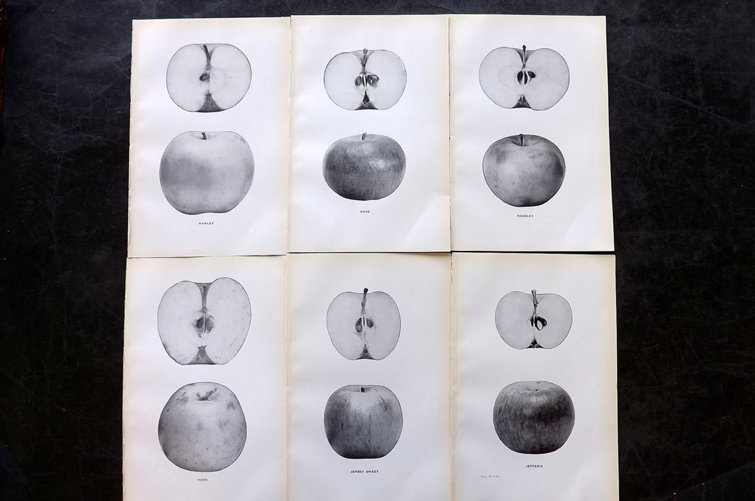 Beach, S A. 1905 Lot of 6 Fruit Prints. Apples of New York: Halftones Published 1905, Albany for "The Apples of New York" by S. A. Beach, N. O. Booth and O. M. Taylor. Paper Size: 9 x 6 inch (23 x 15cm) Good Condition