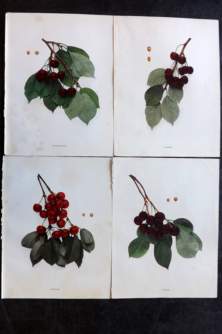 Hedrick, U. P. 1915 Lot of 4 Fruit Prints. Cherries (1 of 2)
