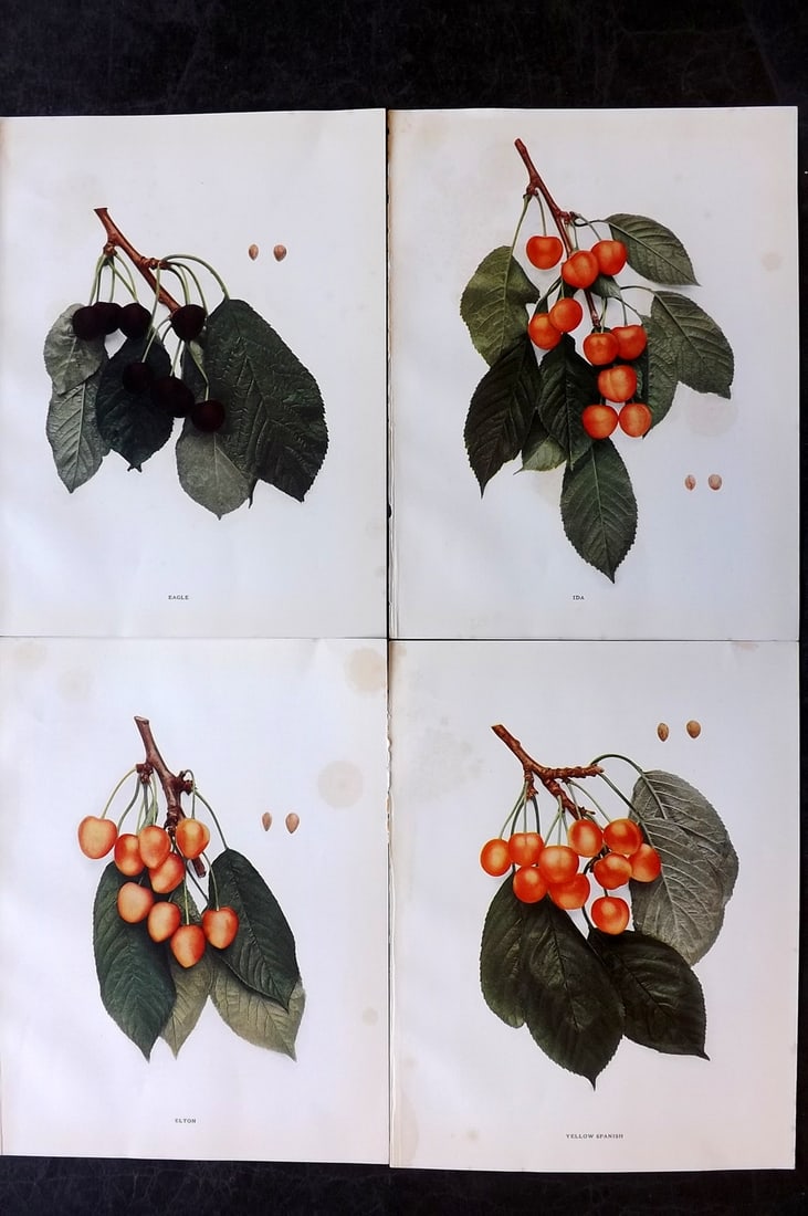 Hedrick, U. P. 1915 Lot of 4 Fruit Prints. Cherries (1 of 2)