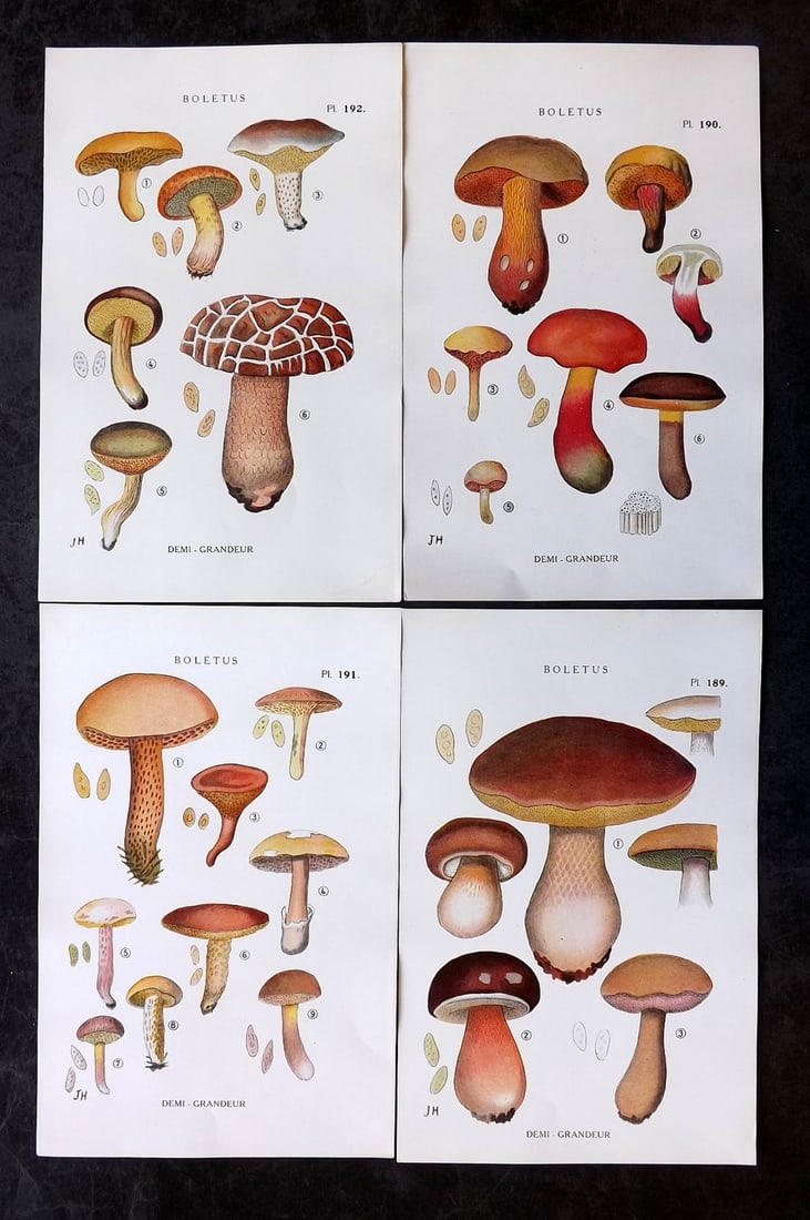 Juillard-Hartmann, Georges 1919 Lot of 4 Mushroom Fungi Prints (1 of 2)