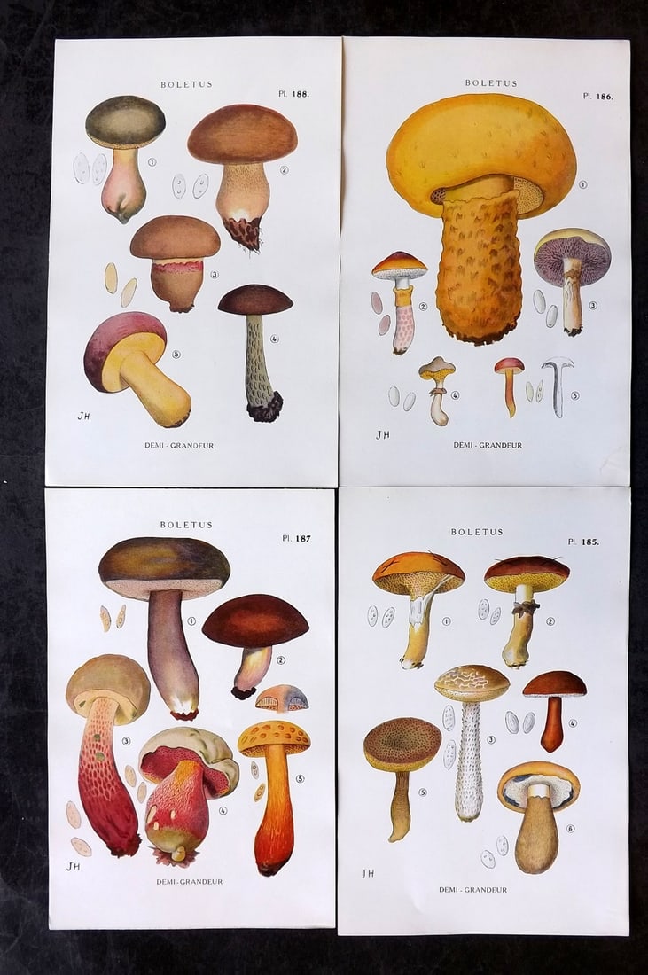 Juillard-Hartmann, Georges 1919 Lot of 4 Mushroom Fungi Prints (1 of 2)