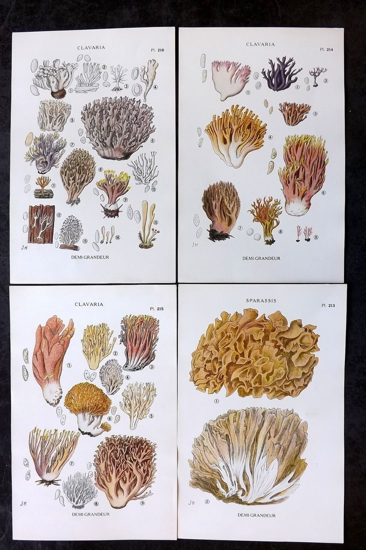 Juillard-Hartmann, Georges 1919 Lot of 4 Mushroom Fungi Prints (1 of 2)