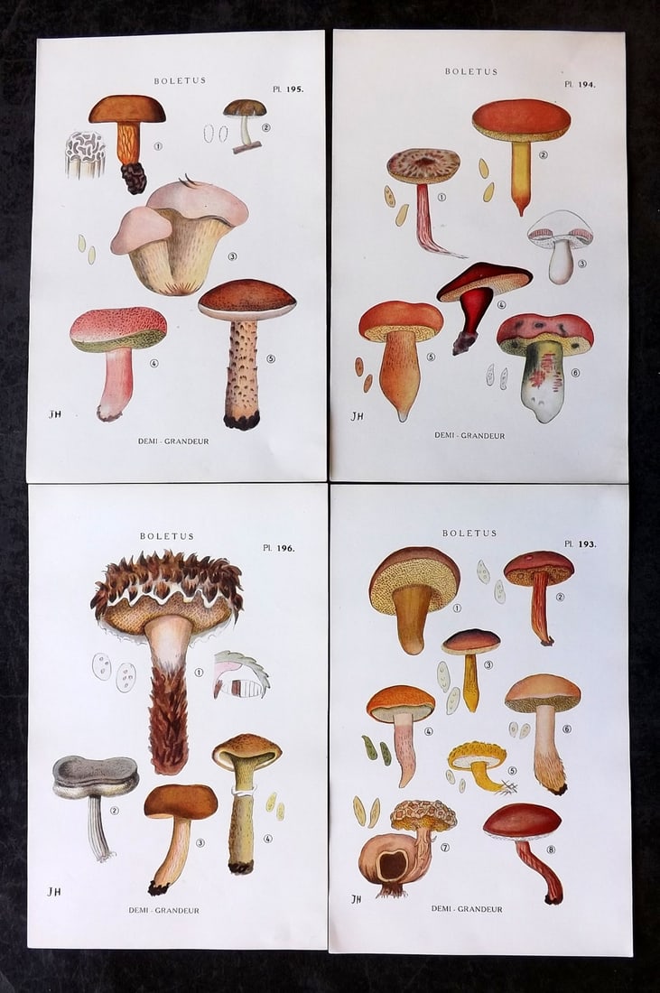 Juillard-Hartmann, Georges 1919 Lot of 4 Mushroom Fungi Prints (1 of 2)