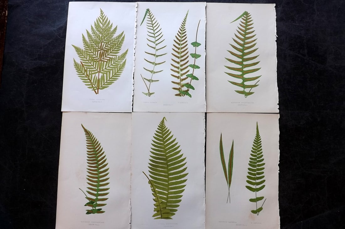 Lowe, Edward 1850's Lot of 6 Antique Fern Prints: Woodblocks Published 1856-60 by Groombridge and Sons, London for "Ferns: British and Exotic" by Edward Lowe. Illustrated by A.F. Lydon. Printed by Benjamin Fawcett. Paper Size: 10 x 6 inch (25 x 15cm)