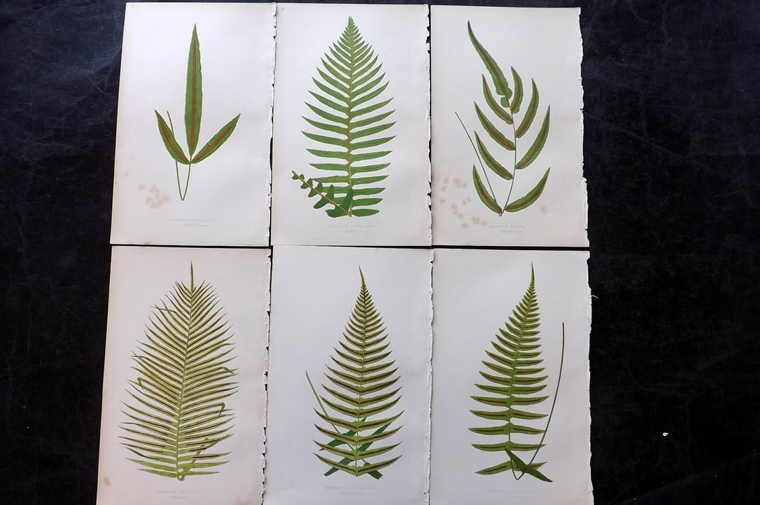 Lowe, Edward 1850's Lot of 6 Antique Fern Prints: Woodblocks Published 1856-60 by Groombridge and Sons, London for "Ferns: British and Exotic" by Edward Lowe. Illustrated by A.F. Lydon. Printed by Benjamin Fawcett. Paper Size: 10 x 6 inch (25 x 15cm)