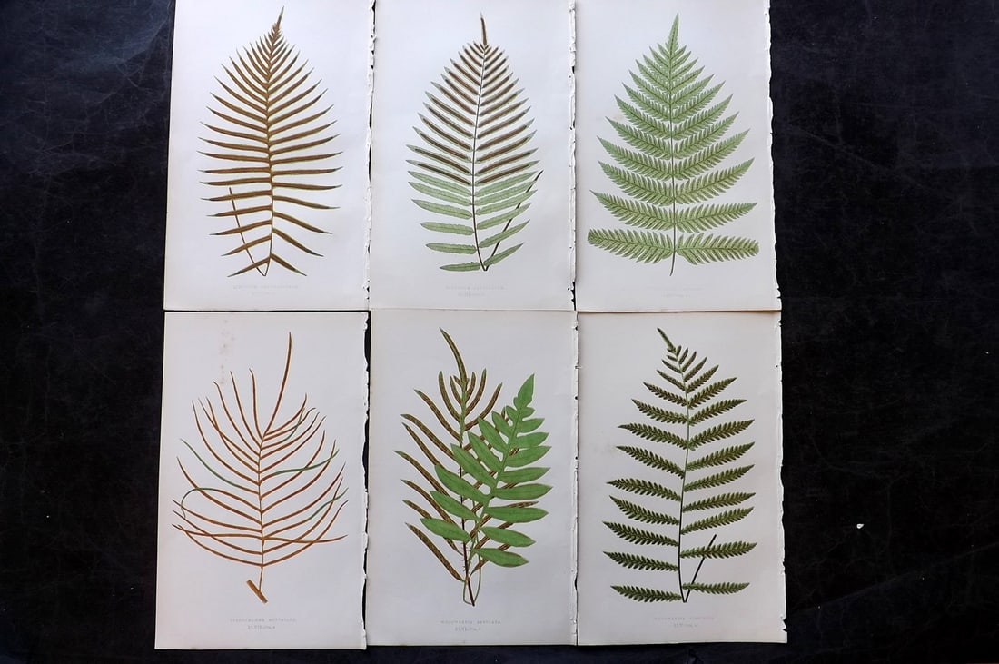 Lowe, Edward 1850's Lot of 6 Antique Fern Prints: Woodblocks Published 1856-60 by Groombridge and Sons, London for "Ferns: British and Exotic" by Edward Lowe. Illustrated by A.F. Lydon. Printed by Benjamin Fawcett. Paper Size: 10 x 6 inch (25 x 15cm)