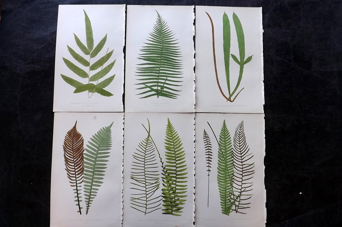 Lowe, Edward 1850's Lot of 6 Antique Fern Prints: Woodblocks Published 1856-60 by Groombridge and Sons, London for "Ferns: British and Exotic" by Edward Lowe. Illustrated by A.F. Lydon. Printed by Benjamin Fawcett. Paper Size: 10 x 6 inch (25 x 15cm)