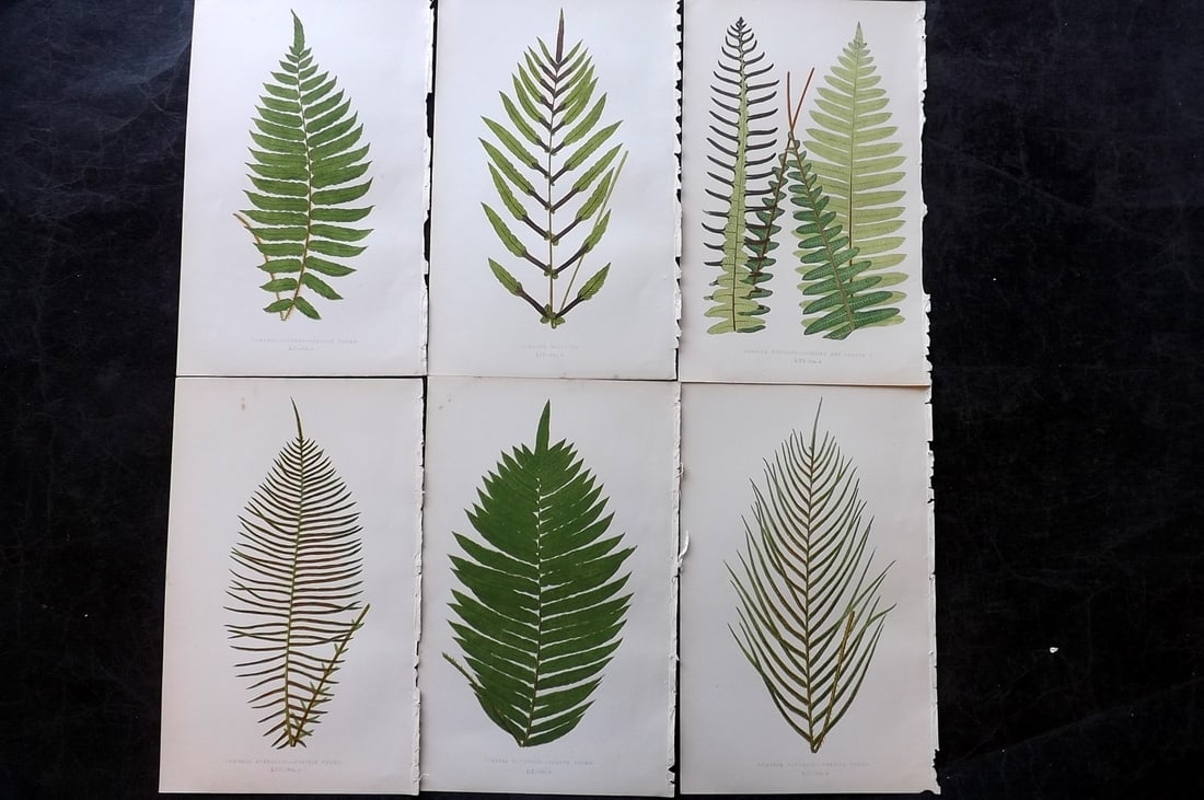 Lowe, Edward 1850's Lot of 6 Antique Fern Prints: Woodblocks Published 1856-60 by Groombridge and Sons, London for "Ferns: British and Exotic" by Edward Lowe. Illustrated by A.F. Lydon. Printed by Benjamin Fawcett. Paper Size: 10 x 6 inch (25 x 15cm)