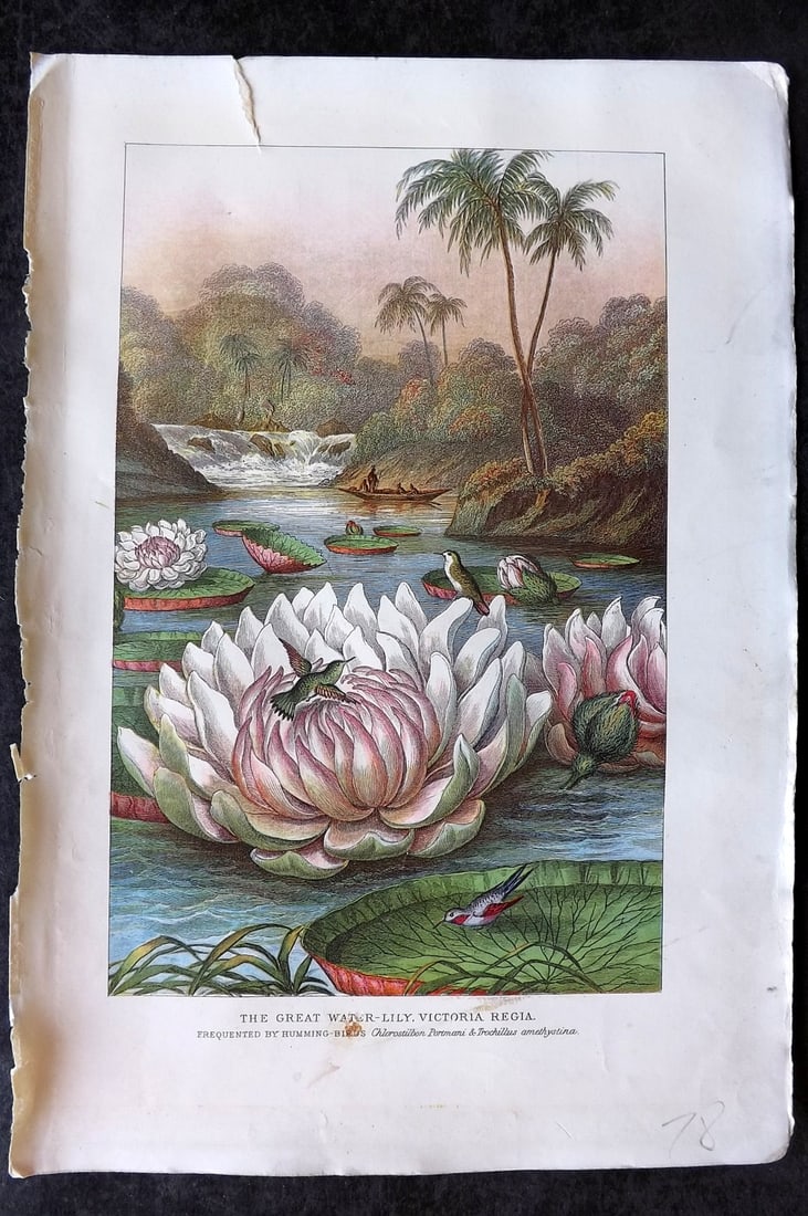 Pouchet, F. A. C1900 Antique Botanical Print. Great Water Lily Victoria Regia (1 of 1)