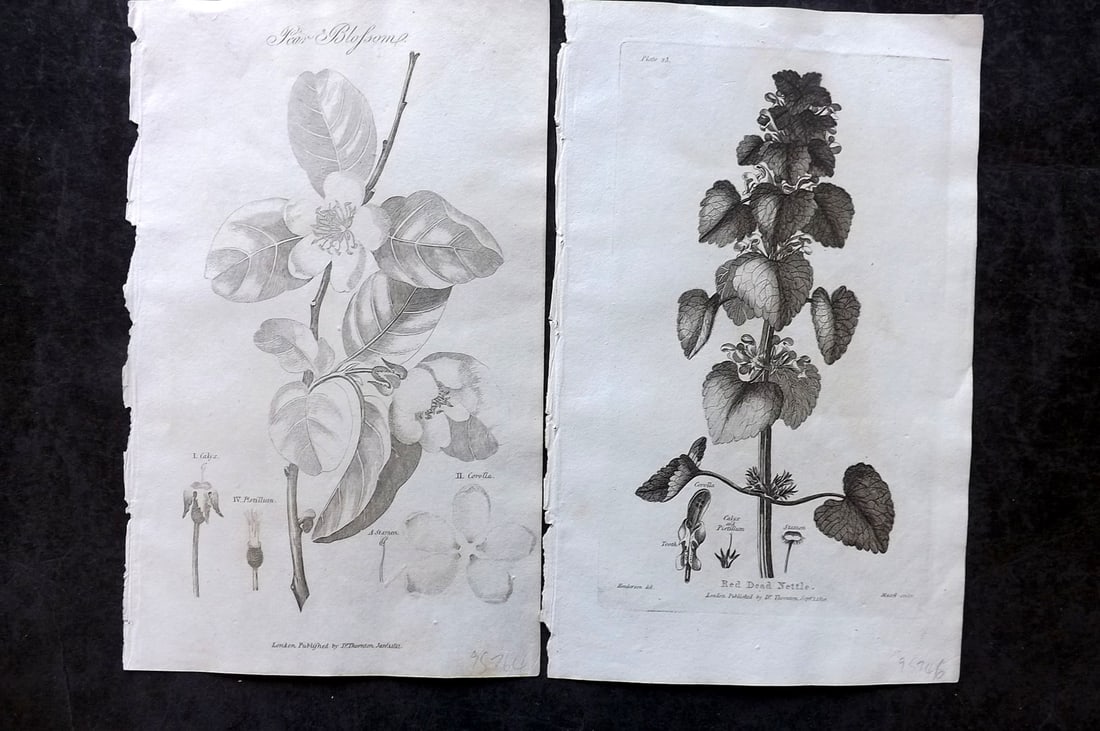 Thornton, Robert 1812 Pair of Botanical Prints. Peach Blossom & Red Dead Nettle (1 of 2)