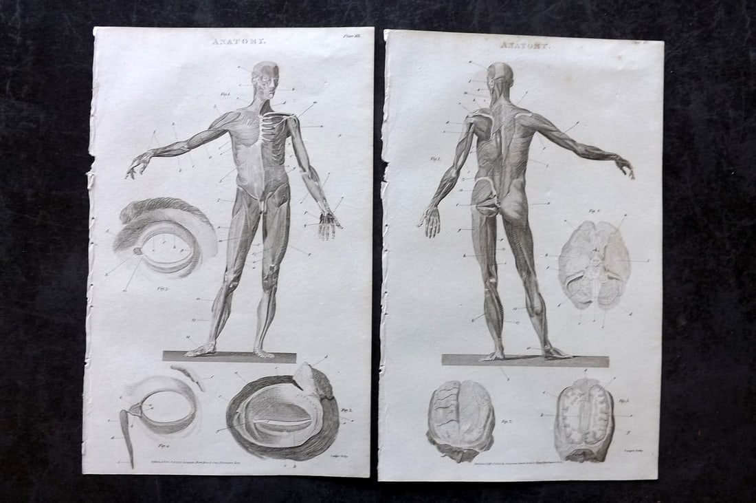Nicholson, William 1809 Pair of Anatomy Prints (1 of 1)