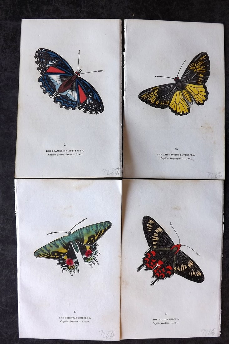 Brown, Capt. Thomas 1832 Lot of 4 Hand Col Butterfly Prints (1 of 2)
