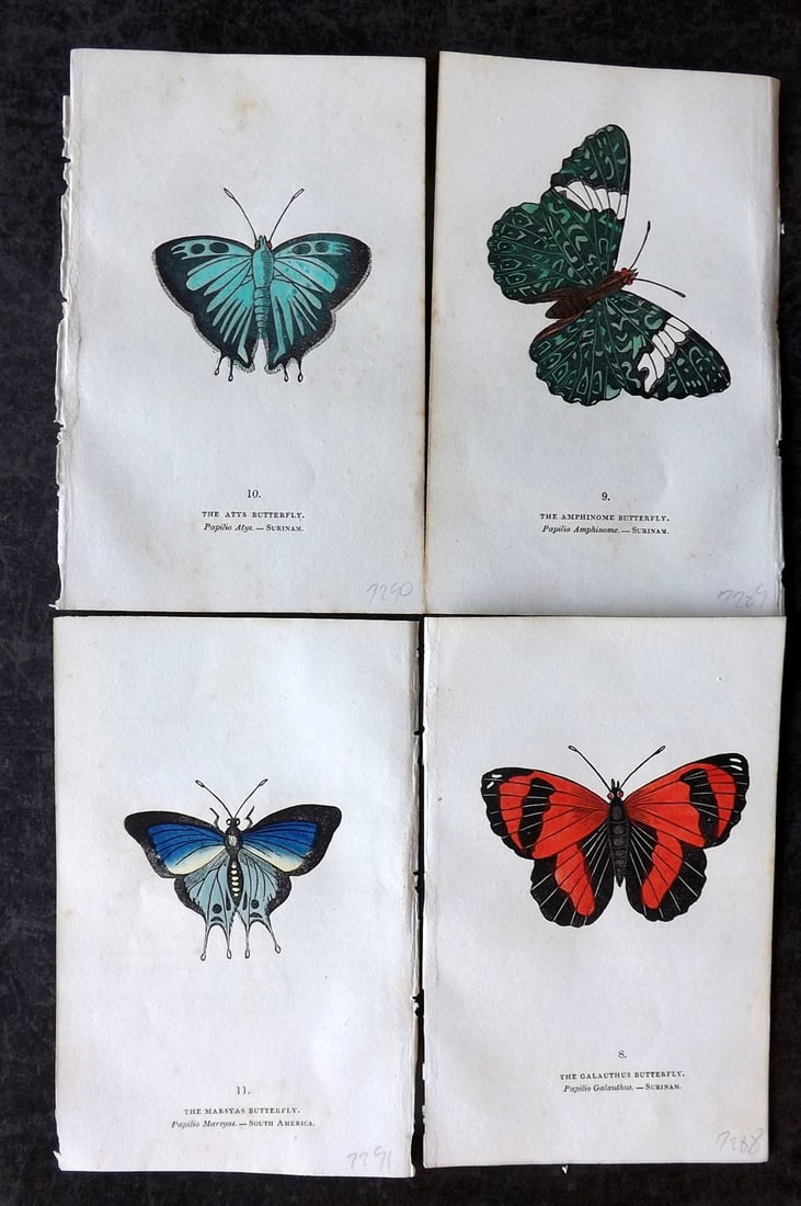 Brown, Capt. Thomas 1832 Lot of 4 Hand Col Butterfly Prints (1 of 2)