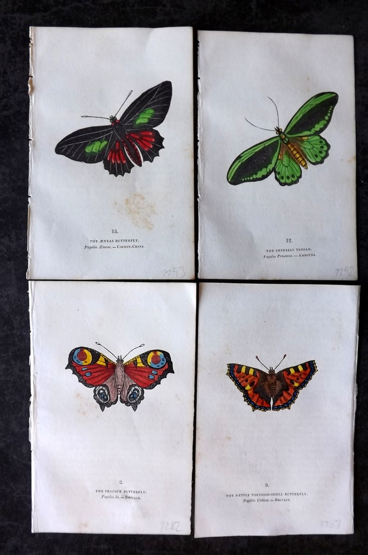 Brown, Capt. Thomas 1832 Lot of 4 Hand Col Butterfly Prints (1 of 2)