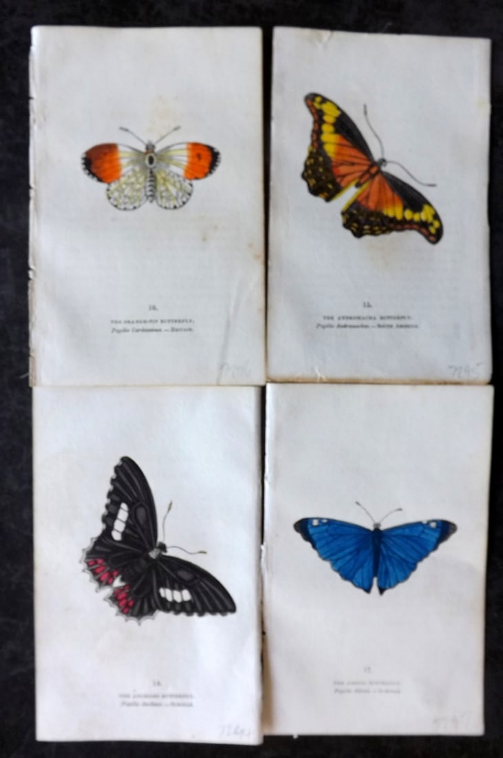 Brown, Capt. Thomas 1832 Lot of 4 Hand Col Butterfly Prints (1 of 2)