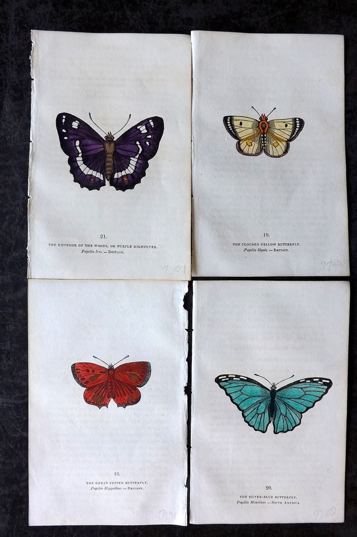 Brown, Capt. Thomas 1832 Lot of 4 Hand Col Butterfly Prints (1 of 2)