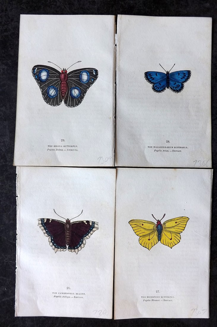 Brown, Capt. Thomas 1832 Lot of 4 Hand Col Butterfly Prints (1 of 2)