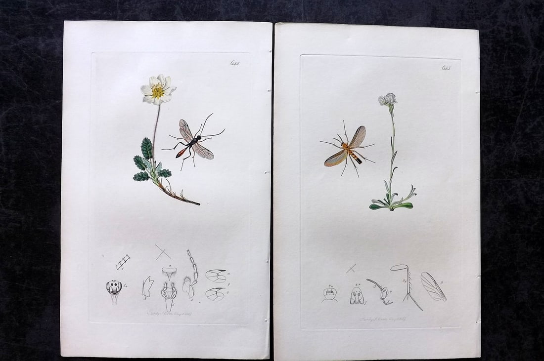 Curtis, John 1837 Pair of HCol Insect Botanical Prints, First Edition: Hand Colored Etchings Published 1823-39, London for "British Entomology: Being Illustrations and Descriptions of the Genera of Insects found in Great Britain and Ireland" First Edition by John Curtis.