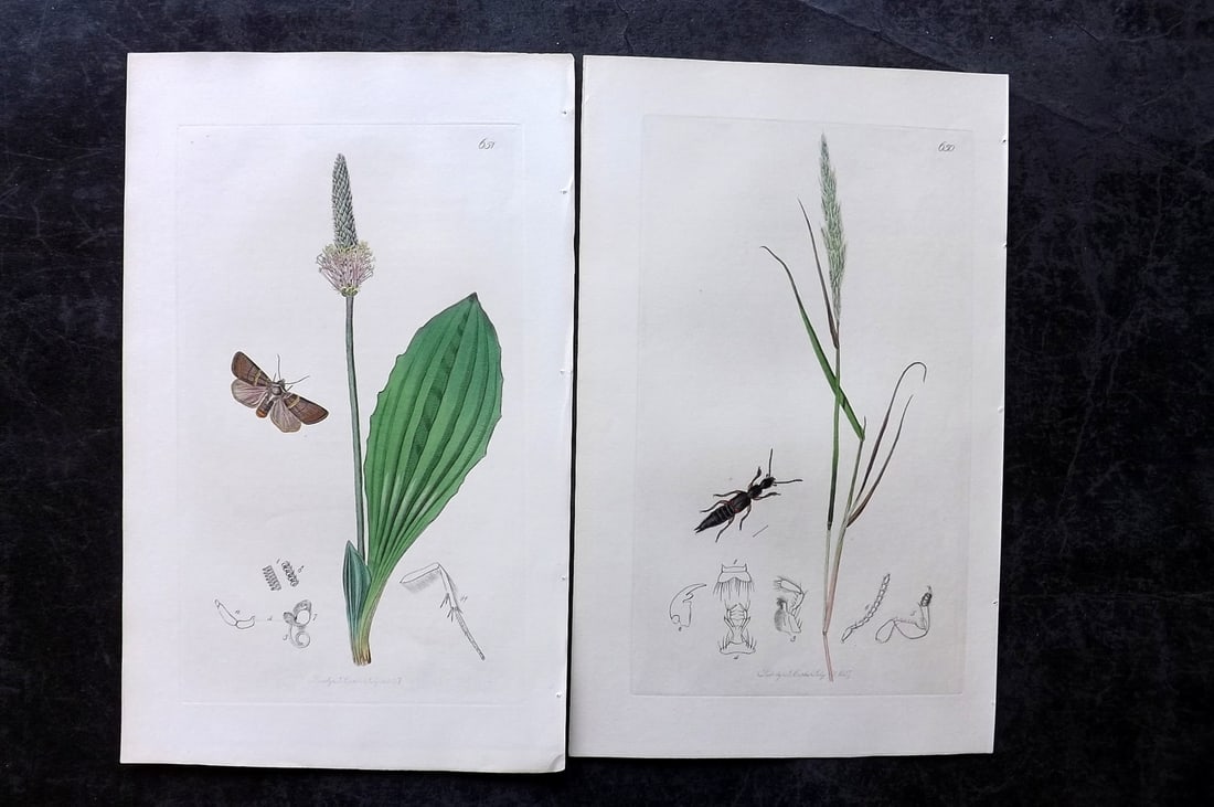 Curtis, John 1837 Pair of HCol Insect Botanical Prints, First Edition: Hand Colored Etchings Published 1823-39, London for "British Entomology: Being Illustrations and Descriptions of the Genera of Insects found in Great Britain and Ireland" First Edition by John Curtis.