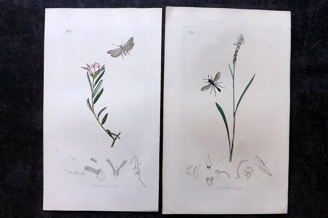 Curtis, John 1837 Pair of HCol Insect Botanical Prints, First Edition: Hand Colored Etchings Published 1823-39, London for "British Entomology: Being Illustrations and Descriptions of the Genera of Insects found in Great Britain and Ireland" First Edition by John Curtis.