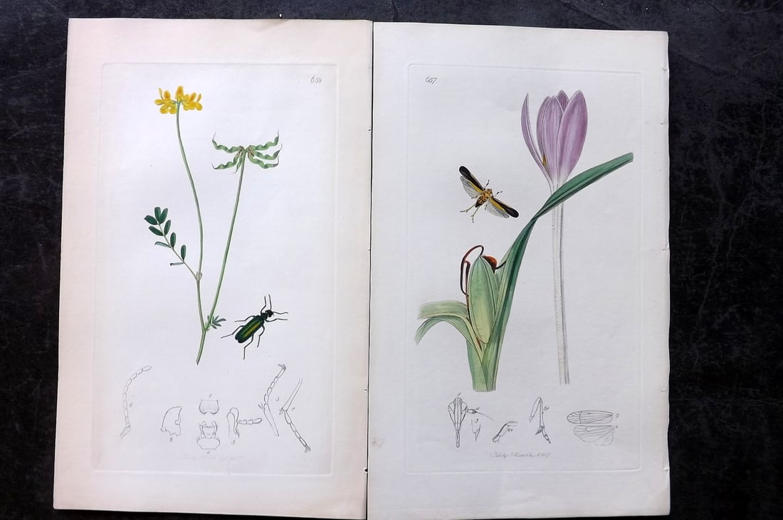 Curtis, John 1837 Pair of HCol Insect Botanical Prints, First Edition (1 of 2)