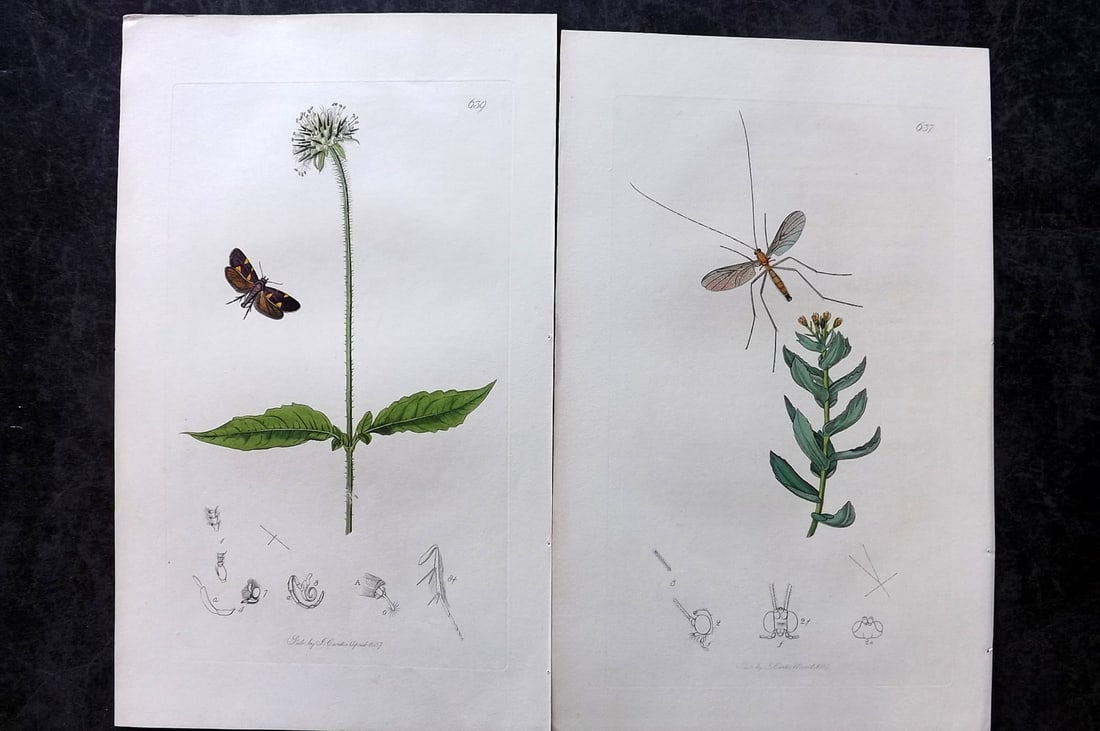 Curtis, John 1837 Pair of HCol Insect Botanical Prints, First Edition: Hand Colored Etchings Published 1823-39, London for "British Entomology: Being Illustrations and Descriptions of the Genera of Insects found in Great Britain and Ireland" First Edition by John Curtis.